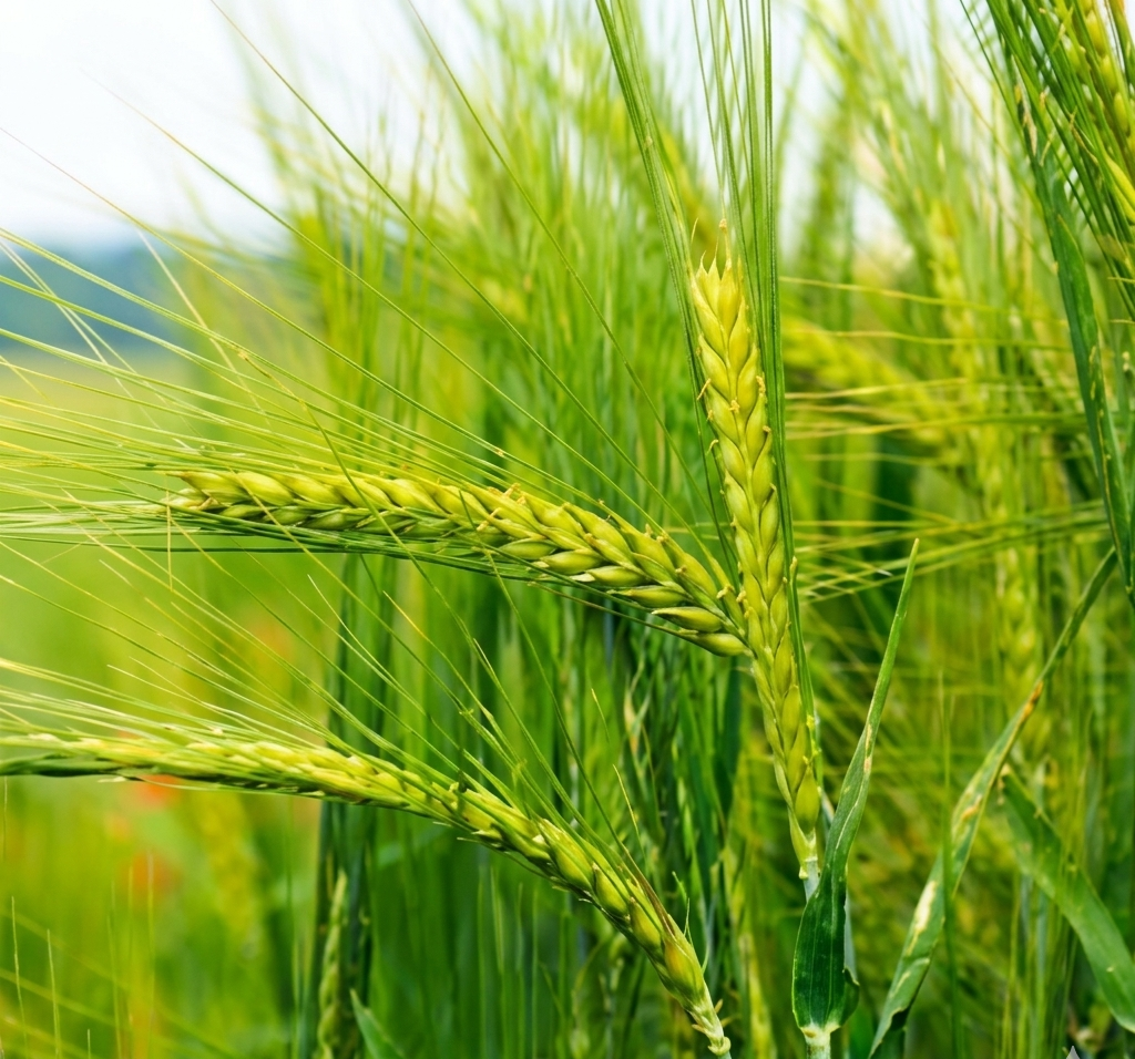 Premium wholesale wheat supplier in India for flour mills and bulk buyers